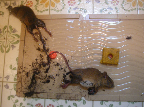 豚舎におけるネズミ駆除実験例