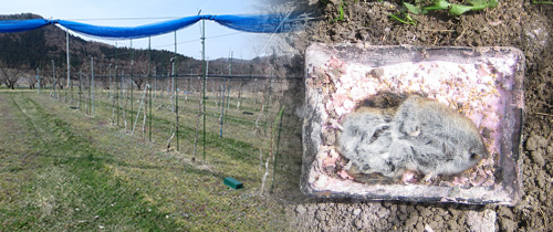 りんご園におけるラットトラップによる野ネズミ駆除の試験例